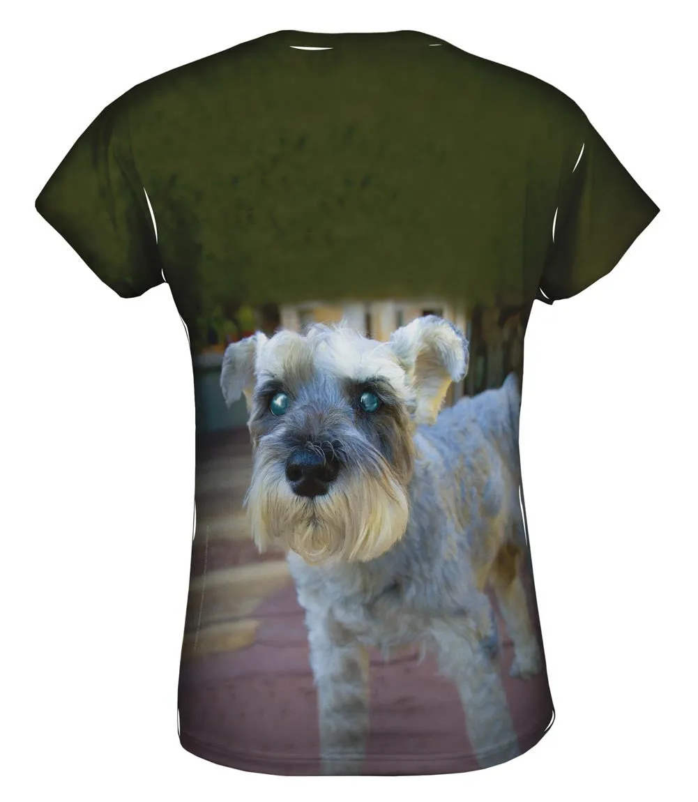 Curious Schnauzer